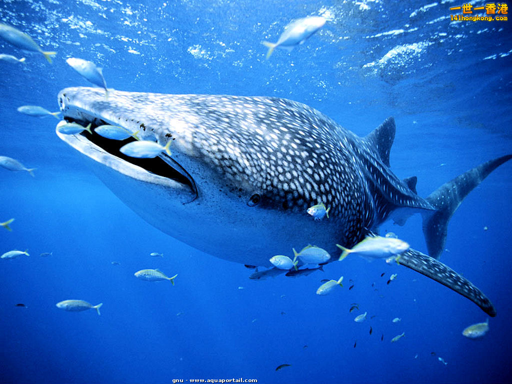 Whale Shark 鯨鯊.jpg