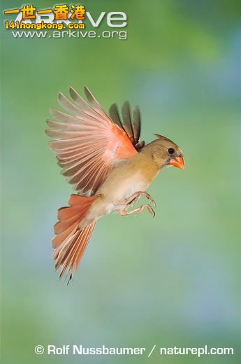 Female-northern-cardinal--in-flight.jpg