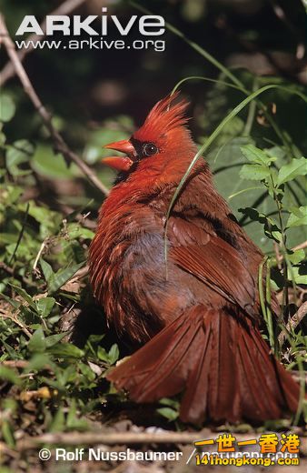 Male-northern-cardinal-sunbathing.jpg