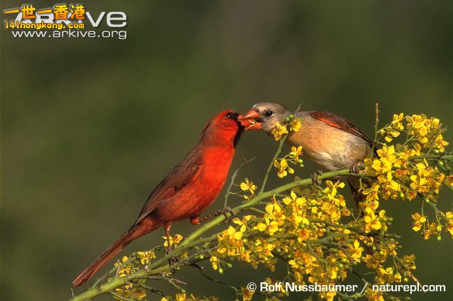 Male-northern-cardinal-offering-courtship-gift.jpg