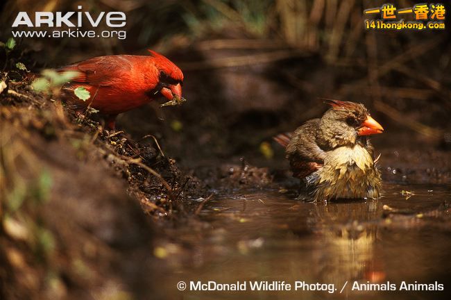 Male-northern-cardinal--offers-courtship-gift-to-bathing-female.jpg