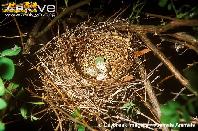 Nest-with-two-northern-cardinal-eggs-and-one-egg-of-the-brood-parasitic-cowbird.jpg