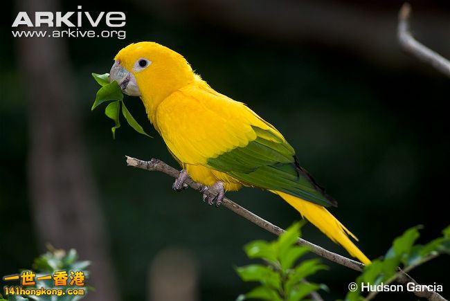Golden-parakeet-feeding.jpg