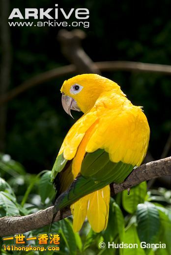 Golden-parakeet.jpg