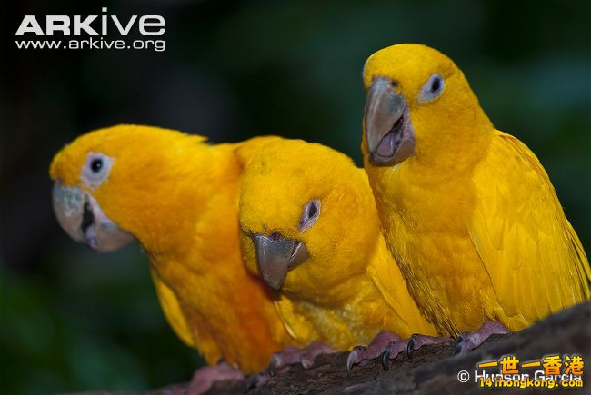 Golden-parakeet-social-behaviour.jpg