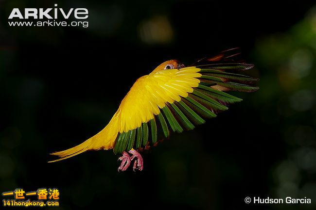 Golden-parakeet-in-flight.jpg