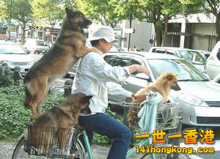 dogs-riding-bicycle-funny-animals.jpg