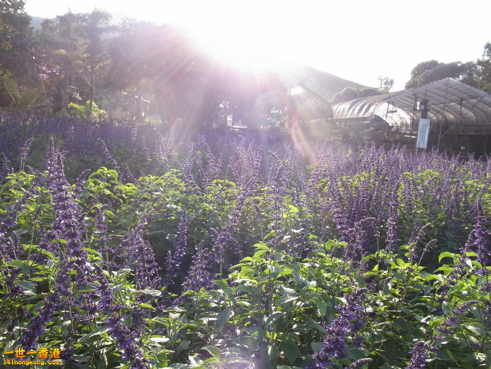 8仙嶺 分E草園 