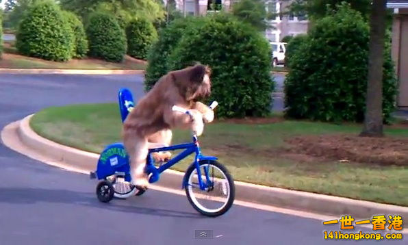 briard_dog_ride_bicycle_1466[1].jpg