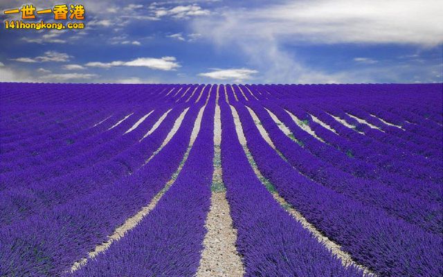 Fields of Lavender in Provence, France.jpg