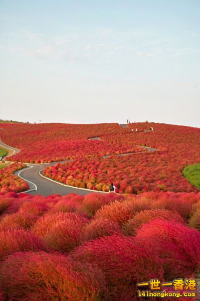 Kochia Hill, Hitachinaka City, Japan.jpg