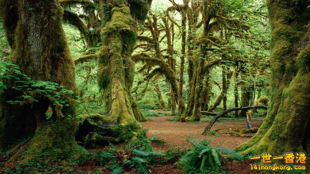 Olympic National Park, Washington, USA.jpg