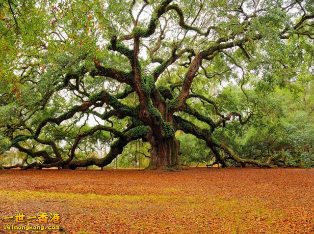 South Carolina, USA.jpg