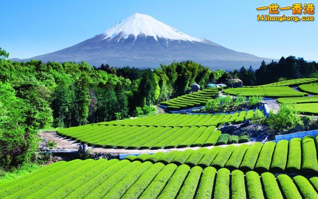 Tea Garden near Mt. Fuji, Japan.jpg