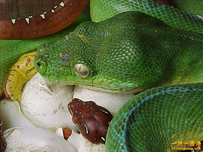 Green Tree Python 綠樹蟒.jpg