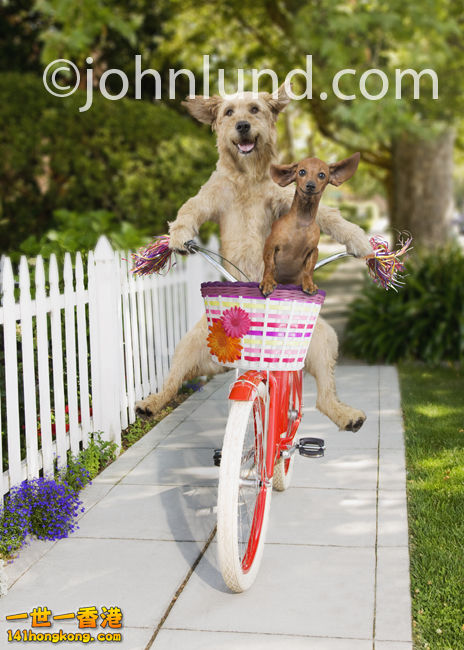 Funny-Dogs-Riding-Bikes.jpg