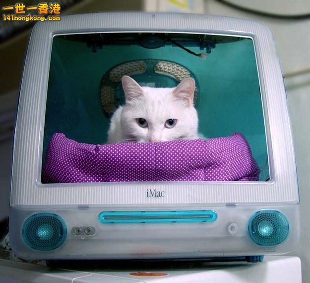 cats_in_macs_02.jpg