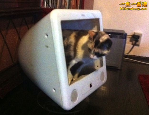 cats_in_macs_03.jpg