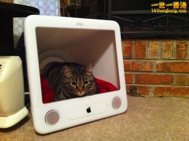 cats_in_macs_09.jpg