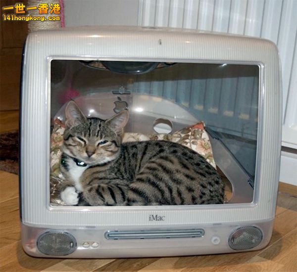 cats_in_macs_10.jpg