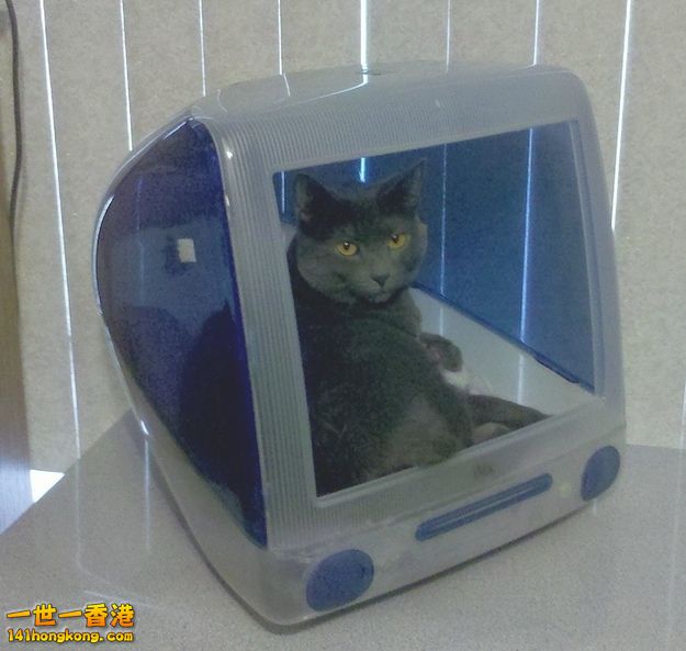 cats_in_macs_13.jpg