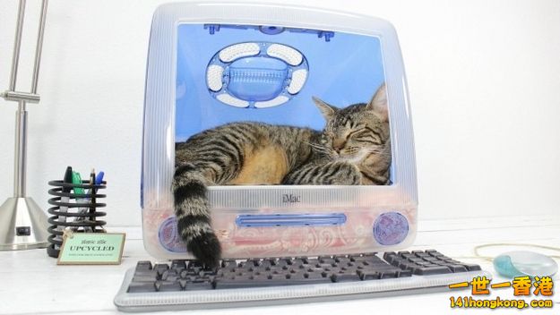 cats_in_macs_14.jpg