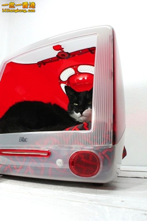 cats_in_macs_15.jpg