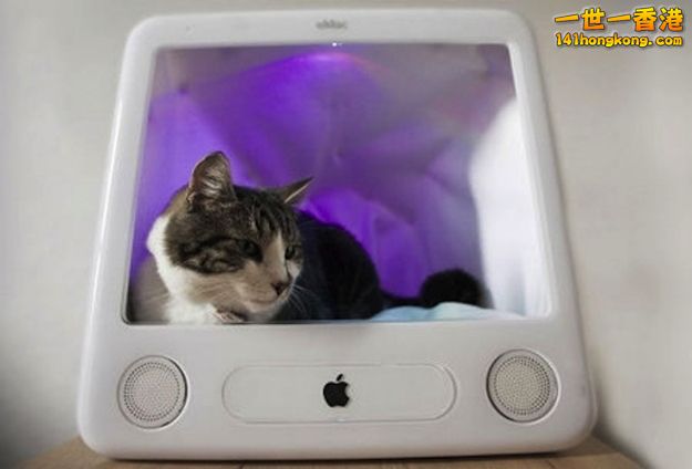 cats_in_macs_17.jpg