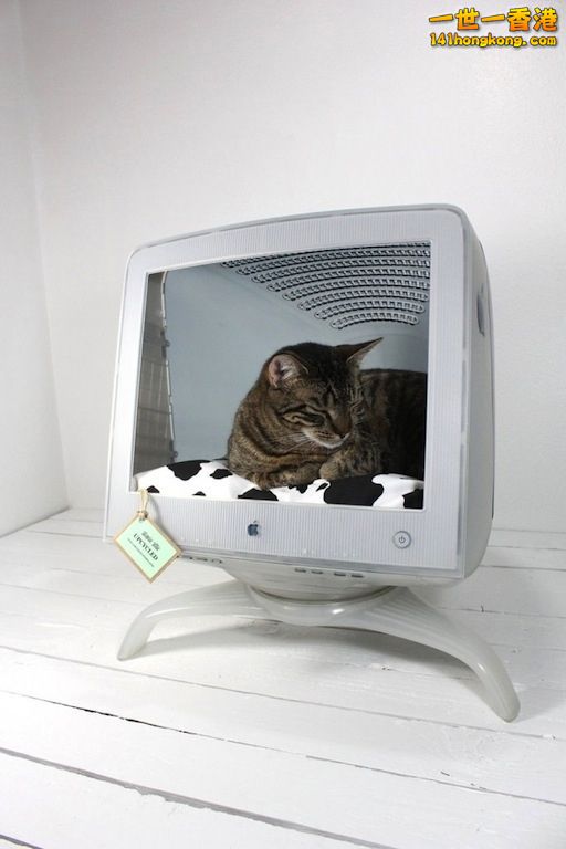 cats_in_macs_19.jpg