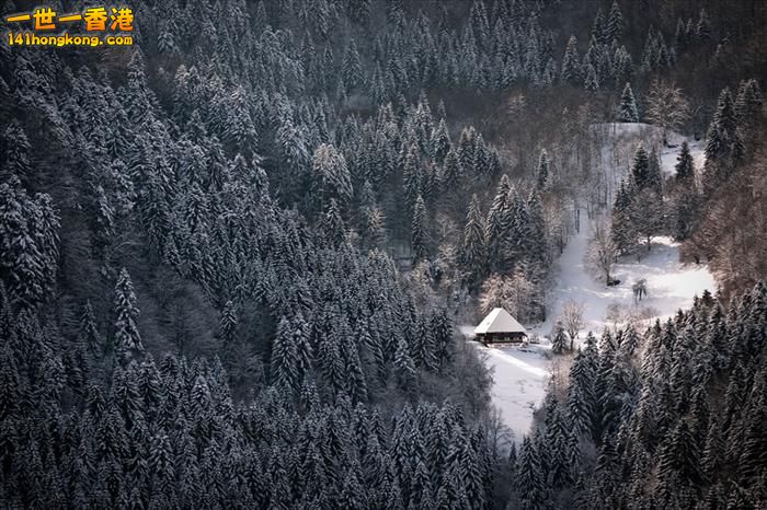 Black Forest   黑森林    -   2.jpg