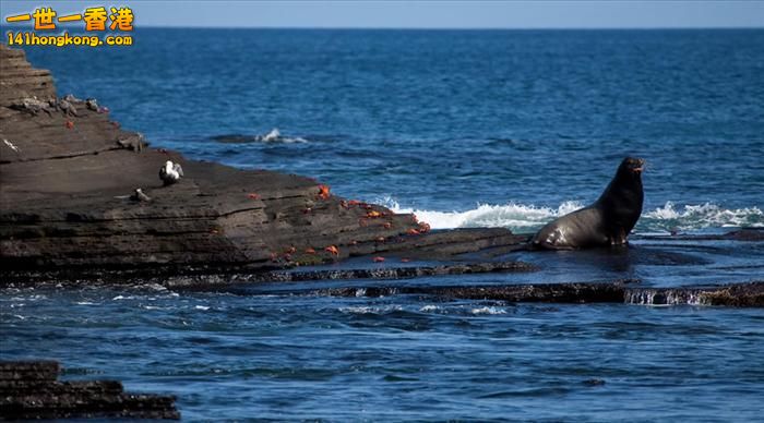 Galápagos Islands    -   15.jpg