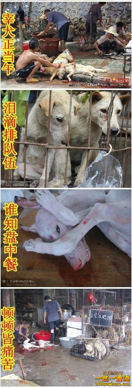 狗肉節5.jpg