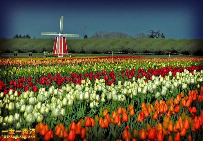 It's Tulip Season!  Oregon, Holland.jpg