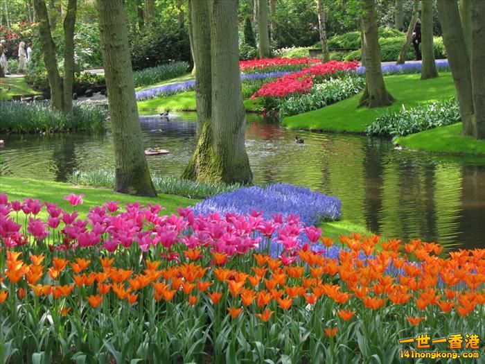 It's Tulip Season!  Keukenhof,.jpg