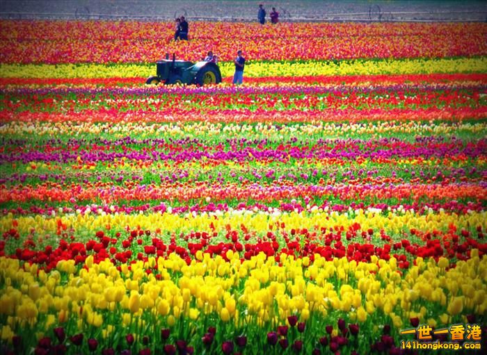 It's Tulip Season!  Keukenhof,  Netherlands.jpg