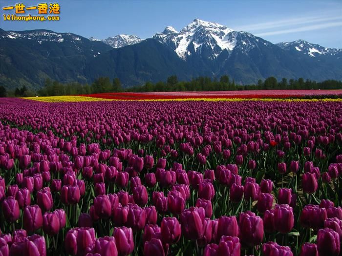 It's Tulip Season!  British Columbia, Canada.jpg