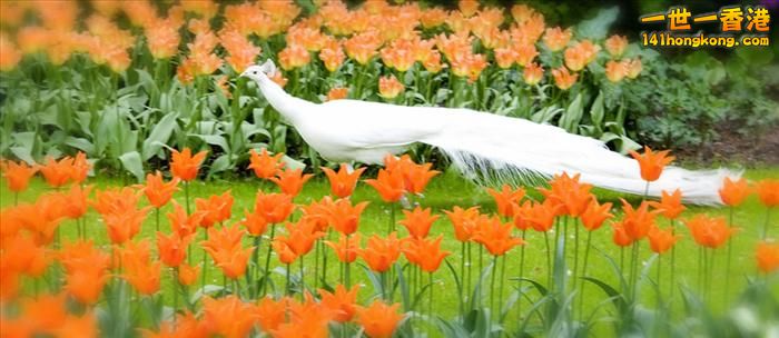 It's Tulip Season!  Keukenhof, Holland.jpg