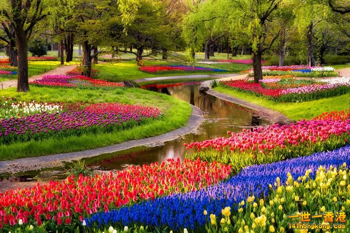 It's Tulip Season!   Japan.jpg