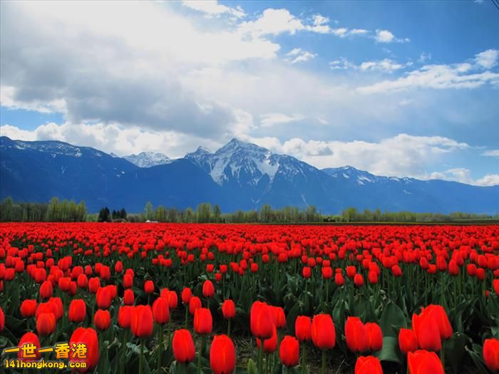 It's Tulip Season!   Fraser Valley..jpg