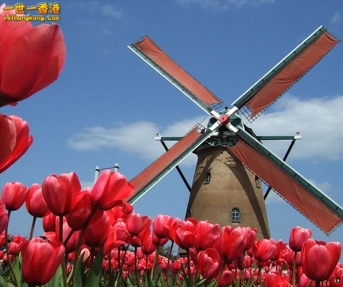 It's Tulip Season!  Sakura City in Japan.jpg