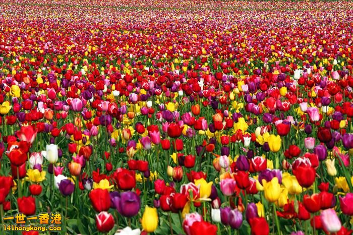 It's Tulip Season!  Persia.jpg