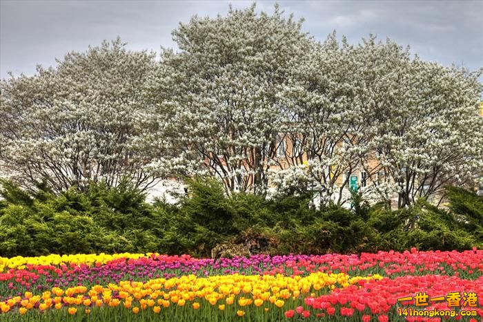 It's Tulip Season!  Ottawa, Ontario, Canada.jpg