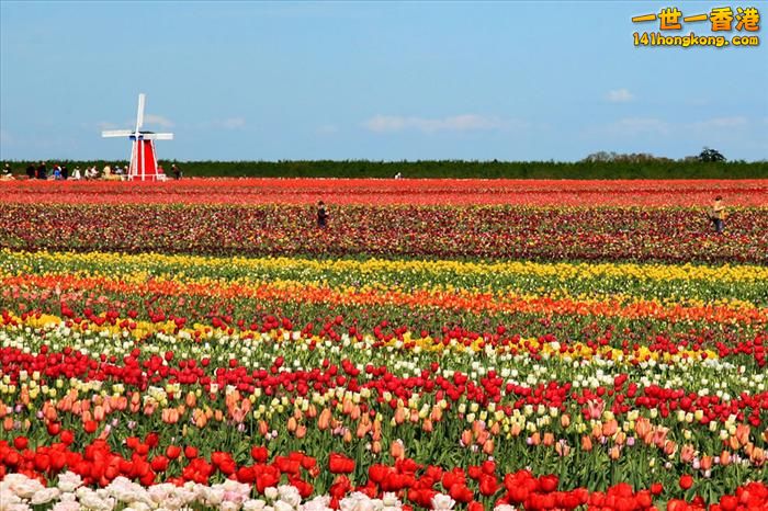 It's Tulip Season!  Oregon.jpg