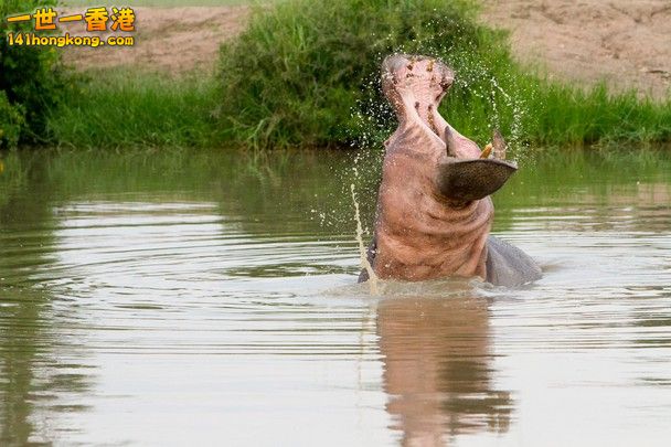 Angry Hippo.jpg