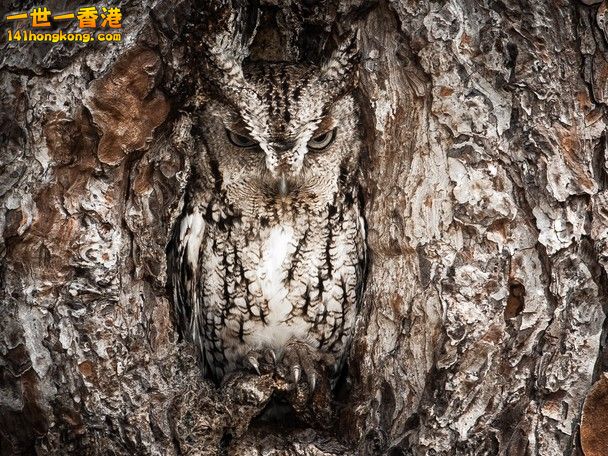 Portrait of an Eastern Screech Owl.jpg