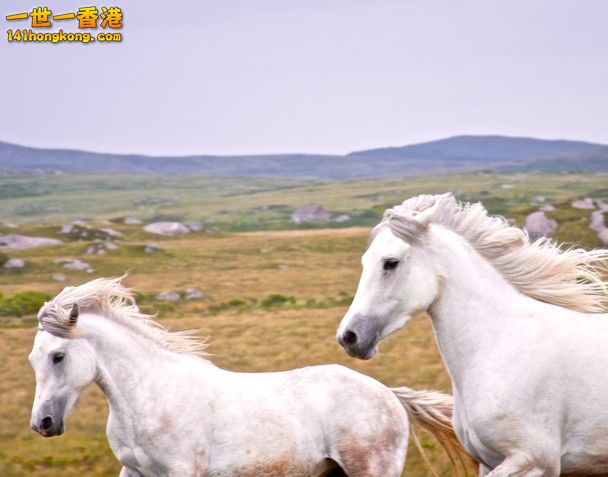 Connemara Ponies at Dusk.jpg