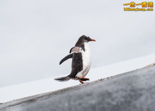 Light footed penguin.jpg