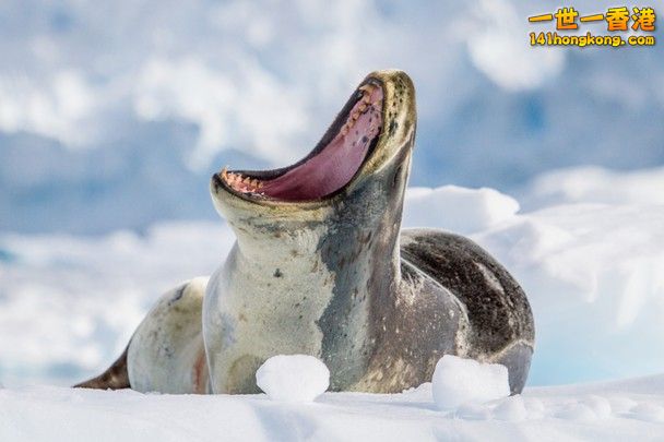 Leopard Seal - Antarctica.jpg