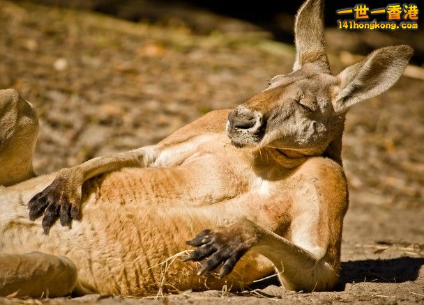 Portrait of one chilled out Kangaroo.jpg