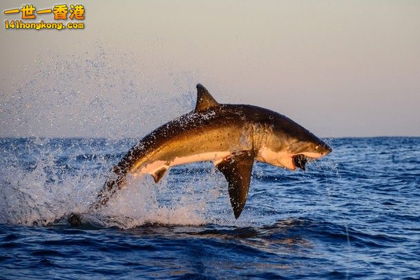 White Sharks Can\'t Jump.jpg